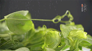 豌豆尖洗凈，切斷備用。