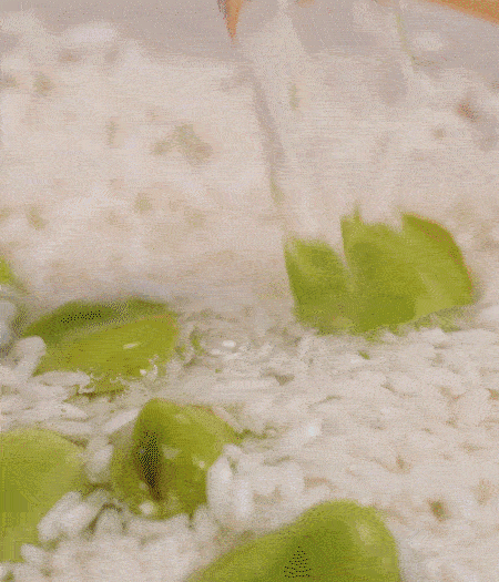 鍋底抹油，將淘洗干凈的大米，加蠶豆、清水，蓋蓋中火煮。